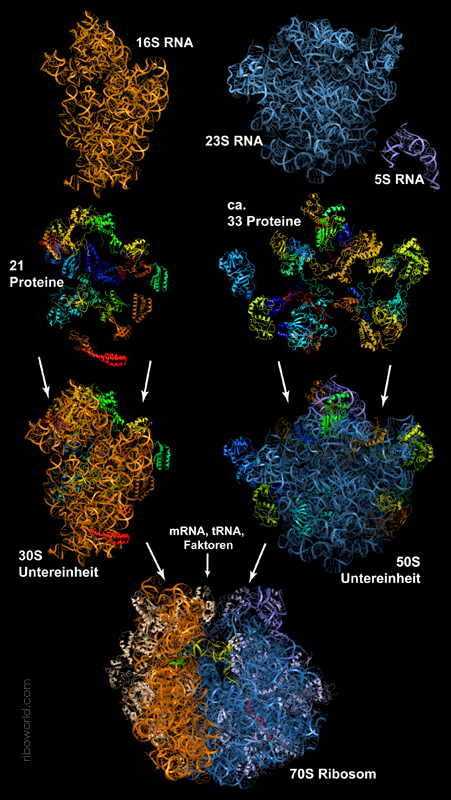 Struktureller Aufbau eines bakteriellen Ribosomes