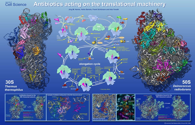 In der Mitte: Die Angriffsziele der Antibiotika in den 3 Hauptzyklen des Translatiosprozesses.