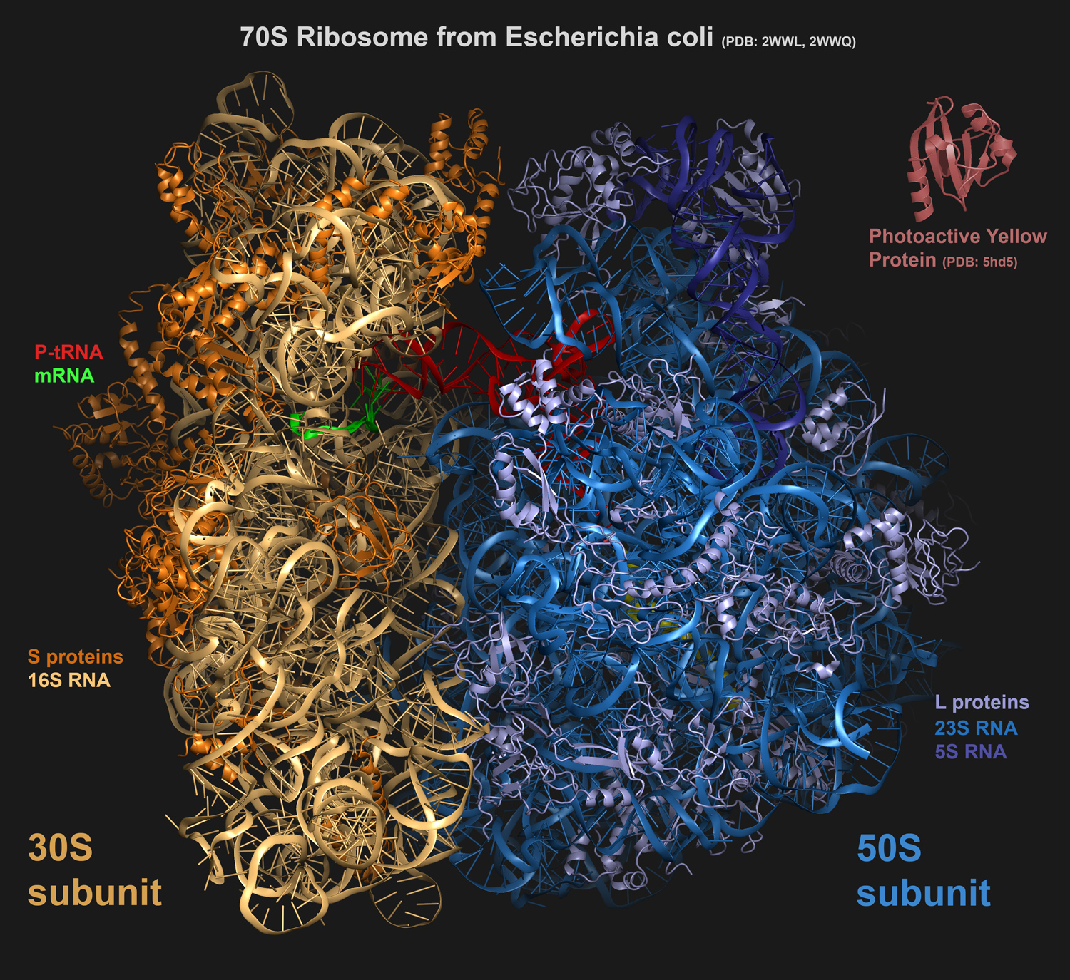 The size of a 70S ribosome structure compared to a protein